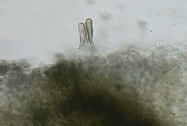 Hydropus atramentosus     (Kalchbr.)    Kotl. & Pouzar